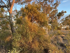 Citrus glauca