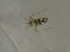 Phytocoris tiliae