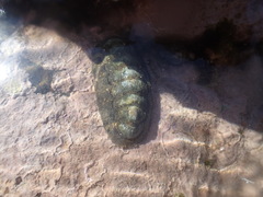 Onithochiton literatus