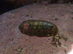 Onithochiton literatus