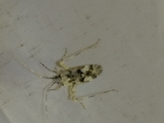 Phytocoris tiliae