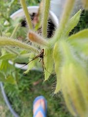 Latrodectus mactans