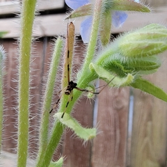 Latrodectus mactans