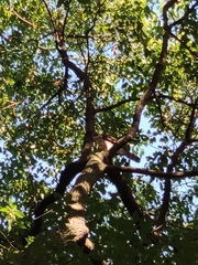 Accipiter trivirgatus