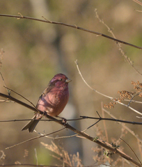 Carpodacus rodochroa
