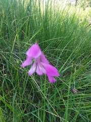 Gladiolus palustris