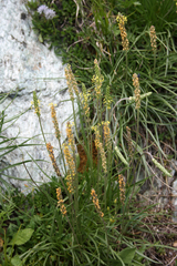 Plantago maritima serpentina