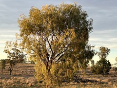 Acacia pendula