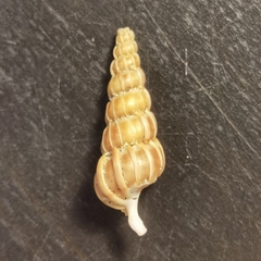 Epitonium turtonis