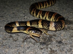 Lycodon semicarinatus