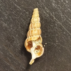 Epitonium turtonis