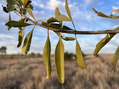 Psydrax oleifolia