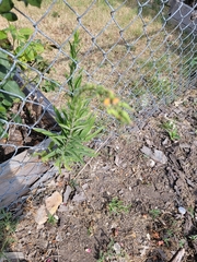 Lactuca