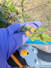 Lactuca