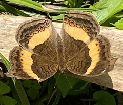 Junonia terea