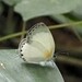 Oboronia guessfeldtii - Photo (c) shirdipam, algunos derechos reservados (CC BY-NC), subido por shirdipam