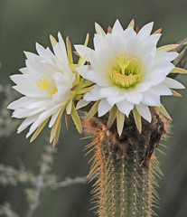 Trichocereus spachianus