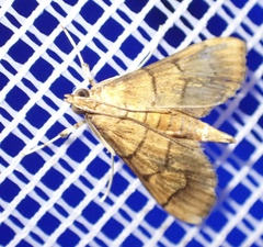 Orphanostigma abruptalis
