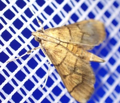 Orphanostigma abruptalis