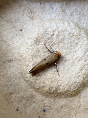 Tinea trinotella