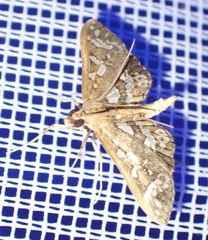 Ischnurges illustralis