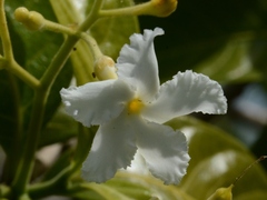 Tabernaemontana orientalis