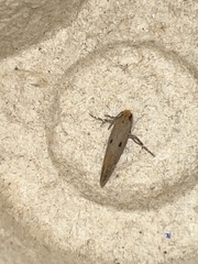 Tinea trinotella