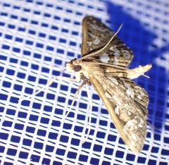 Ischnurges illustralis