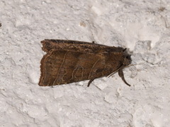 Ipimorpha retusa