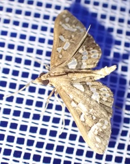 Ischnurges illustralis