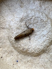 Tinea trinotella