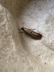 Tinea trinotella