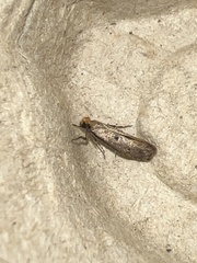 Tinea trinotella