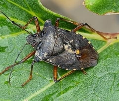 Pentatoma rufipes