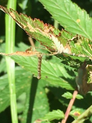 Mesoleuca albicillata