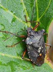 Pentatoma rufipes
