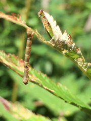 Mesoleuca albicillata