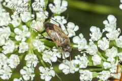Psallus ambiguus