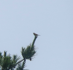Emberiza cioides