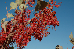 Grevillea wickhamii