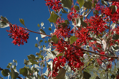 Grevillea wickhamii