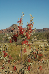 Grevillea wickhamii