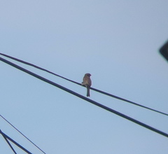 Emberiza cioides
