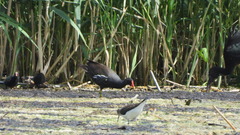 Gallinula chloropus