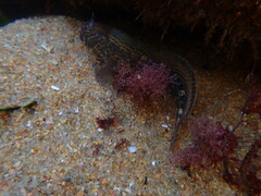 Antennablennius bifilum