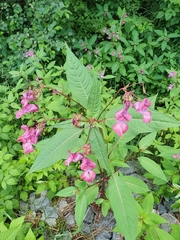 Impatiens glandulifera