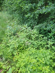 Impatiens glandulifera