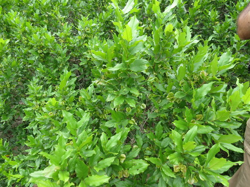 Combretum kraussii image