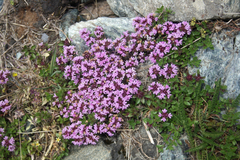 Thymus praecox polytrichus