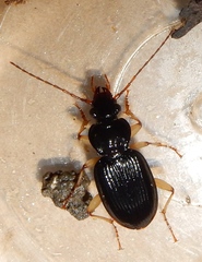 Patrobus longicornis